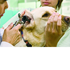 �������ȊŌ�w���KI