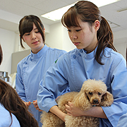 �V���P���I�Ō���K