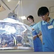 ��p�̃A�N�A���K���Ŏ��炷��