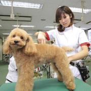 ��D���ȃy�b�g�ƈꏏ�Ɋw��