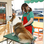 �����g���~���O�T�����Ō��C