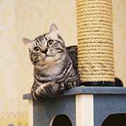 �{�����e�B�A���������Ă��܂�