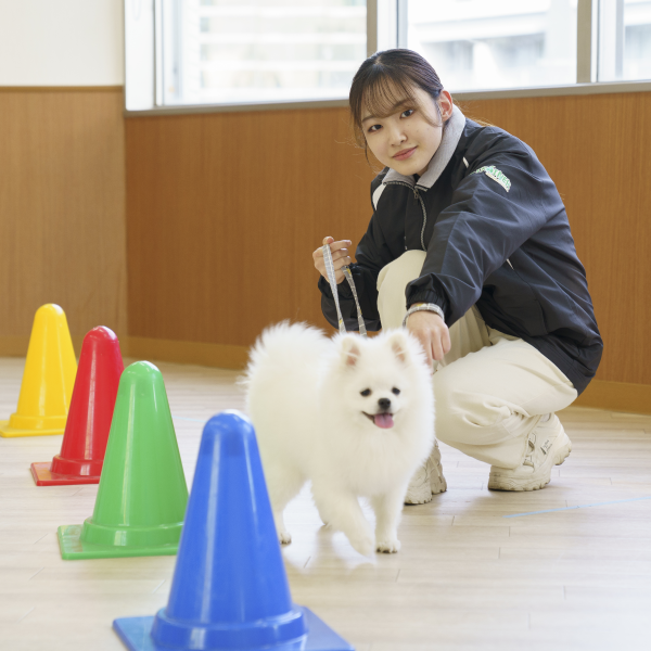 �y�h�b�O�g���[�i�[�ȁz<br>�I�[�v���L�����p�X