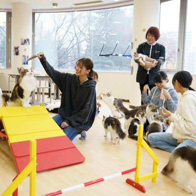 �y�g���}�[�ȃL���b�g��U�z<br>�I�[�v���L�����p�X