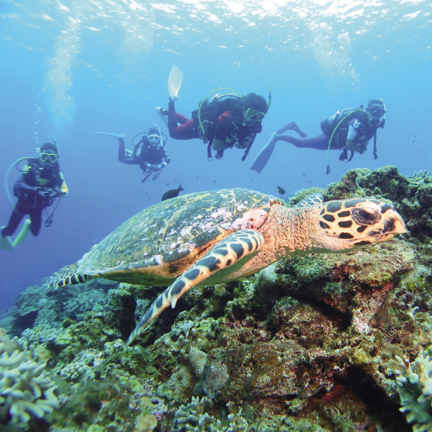 �_�C�r���O�̌�