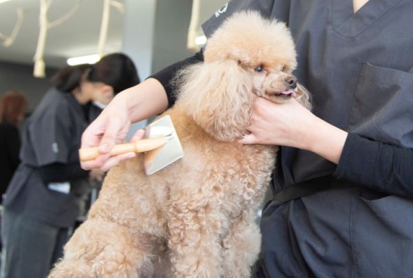 �u���b�V���O�X�v���[������Ėѕ��݂𐮂��悤�I