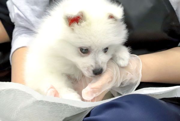 �p�[�g�i�[������I�ځI�p�s�[�̂����ɒ��킵�悤