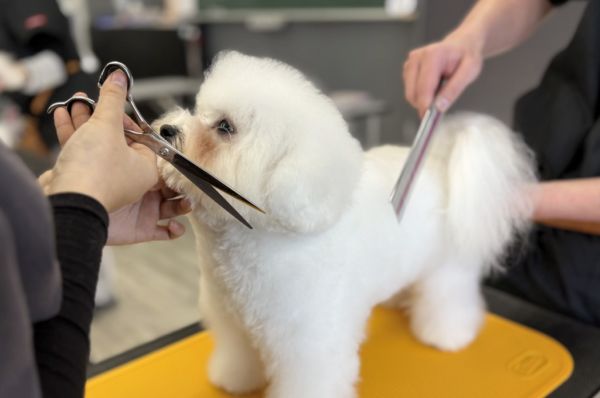 �n�T�~�̎g�������w�ڂ��I�J�b�g�ɒ���