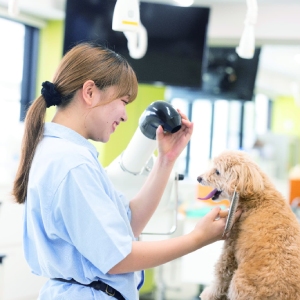 �y�b�g�g���}�[�̌�