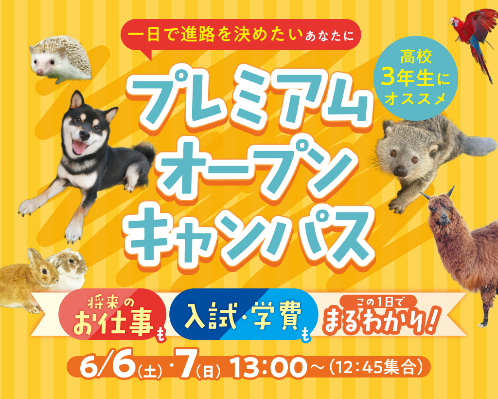 ��SPECIAL���y���Z3�N���ɃI�X�X���z<br>�v���~�A���I�[�v���L�����p�X